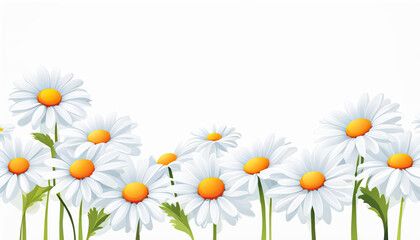 Daisies with copy space on white