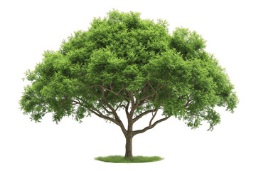 Green tree isolated on a transparent background, surrounded by nature's lush foliage