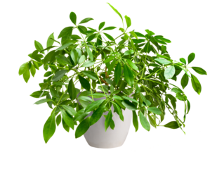 Home plant schefflera in white pot isolated on white