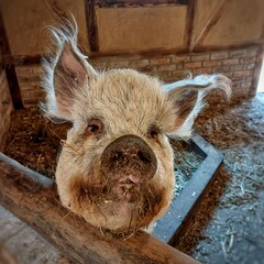 Portrait of a cute pig watching curiously - 712235503