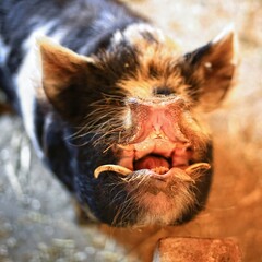 Hungry pet pig opening its snout widely - 712235573