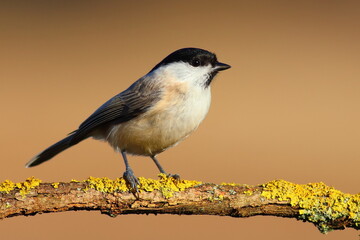 Marsh tit bird feeder
