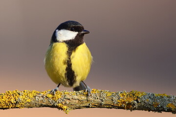 Great tit bird feeder