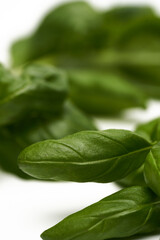 Fresh basil on white