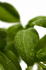 Fresh basil on white