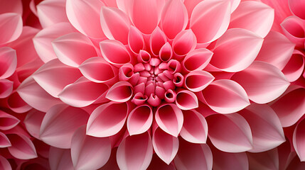 Close up of a pink flower
