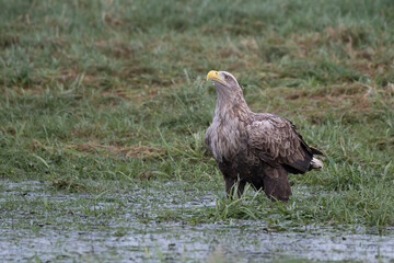 white-tailed eagle 