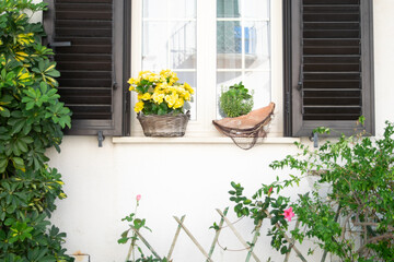 View of a flower pot with yellow flowers outside a window