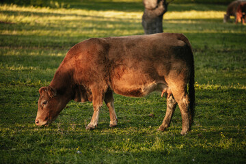 Brown cow pasturing in the middle of a beautiful meadow in the spanish dehesa - 712247944
