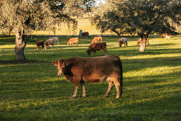 Brown cows pasturing in the middle of a beautiful meadow in the spanish dehesa - 712247990