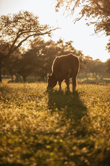 Brown cow pasturing in the middle of a beautiful meadow in the spanish dehesa, at sunset