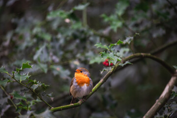 European Robin