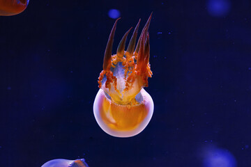 underwater photography of beautiful flame jellyfish rhopilema esculentum