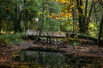 A fairytale looking bridge hidden in the forest. Autumn colours and leaves. 