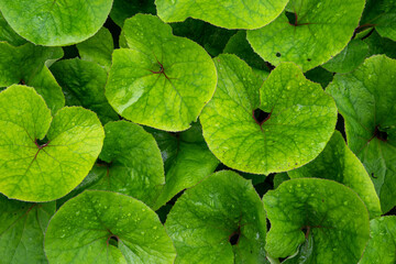 Natural background from textured green leafs,photography from above.