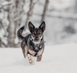 perro en la nieve