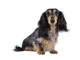 Cute smooth longhaired Dachshund dog aka teckel, sitting up side ways. Looking towards camera with puppy eyes. Isolated cutout on a trabsparent background.