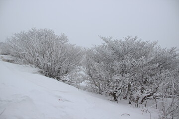 설원, snowy fields, snow covered fields