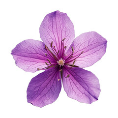 purple sakura flower isolated on transparent background