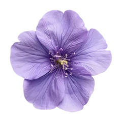 Zelfklevend Fotobehang purple flower isolated on transparent background © PPH