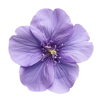 purple flower isolated on transparent background