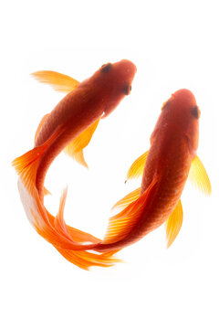 Koi fish isolated on white background. High resolution photo. Full depth of field.