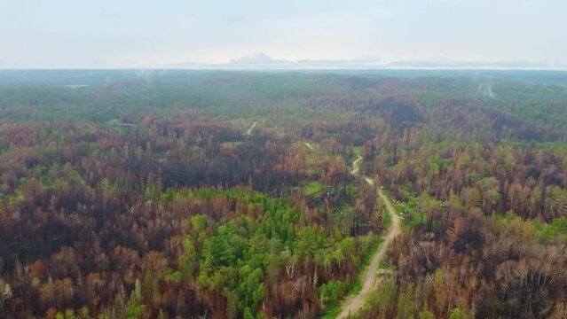 ATV Trail in Between Green and Brown Canadian Coniferous Forest 