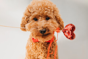 A small beautiful red poodle with a red heart in mouth on a gray background close-up. Background for Valentine's day. Front view
