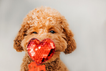 A small beautiful red poodle with a red heart on a gray background close-up. Background for Valentine's day. Front view