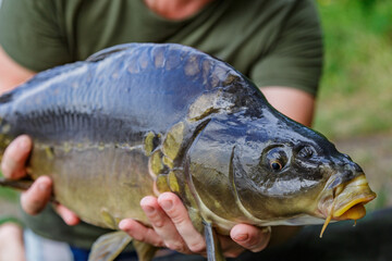 Carpfishing session at the Lake.lucky fisherman holding a giant common carp.Angler with a big carp fishing trophy.Fishing adventures.Fish trophy