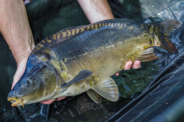 Carpfishing session at the Lake.lucky fisherman holding a giant common carp.Angler with a big carp fishing trophy.Fishing adventures.Fish trophy