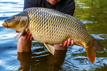 Carpfishing session at the Lake.lucky fisherman holding a giant common carp.Angler with a big carp fishing trophy.Fishing adventures.Fish trophy