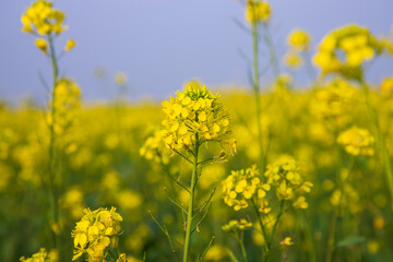 Close-up Focus A Beautiful  Blooming  Yellow rapeseed flower with blurry background