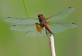 Dragonfly perched on a branch