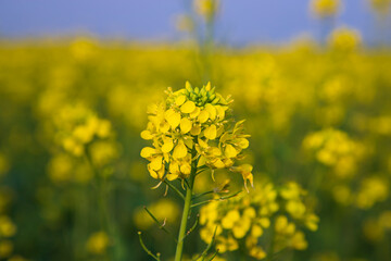 Fototapeta premium Close-up Focus A Beautiful Blooming Yellow rapeseed flower with blurry background