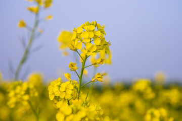 Obraz premium Close-up Focus A Beautiful Blooming Yellow rapeseed flower with Blue sky Blurry Background
