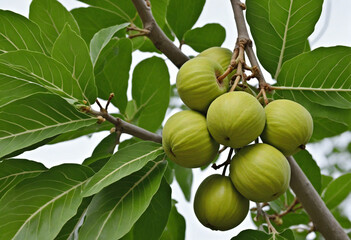 Fruit-bearing nut tree