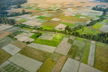 Aerial shot with drone Image of paddy cultivation beautiful rice field in Bangladesh. Agricultural harvest.