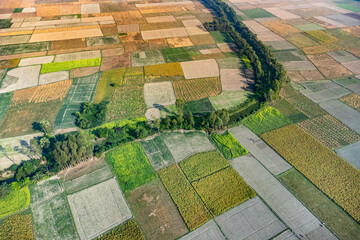 Aerial shot with drone Image of paddy cultivation beautiful rice field in Bangladesh. Agricultural harvest.