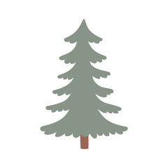 Evergreen coniferous tree spruce. Isolated forest pine tree.
