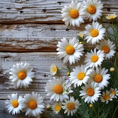 separated and isoleted chamomile flowers arranged on the side. on the white wooden floor