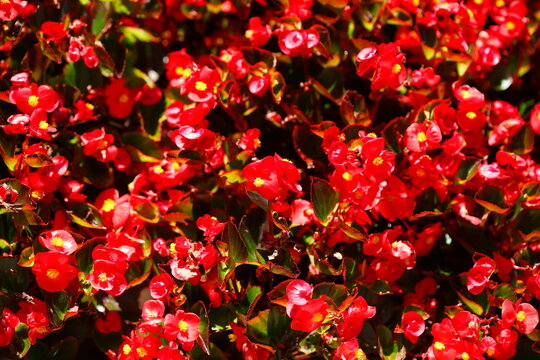 Rote kultivierte Begonien (Begonia sp.), Deutschland