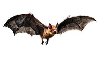 Flying Bat on Transparent Background