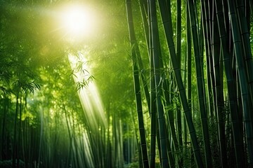 Morning sunlight filters through the Asian Bamboo forest