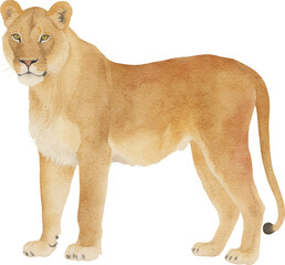 Obraz premium Lioness illustration created with Generative AI technology