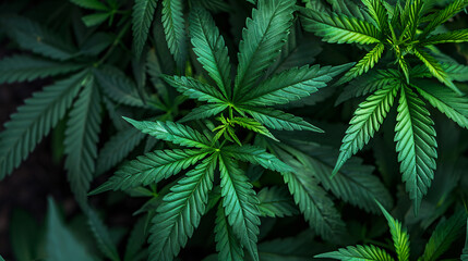 Fototapeta na wymiar Cannabis plant and leaves close-up, medical or marijuana, marijuana legalization 