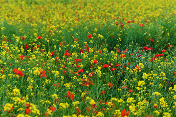 Campo fiorito, Toscana
