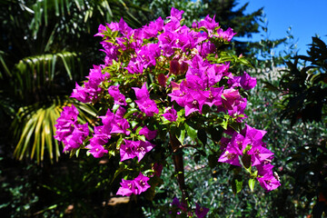 Obraz premium Bouganville