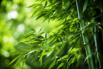 Fototapeta na wymiar Green background with bamboo forest