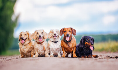 Group of Dogs Sitting Together on Road. A group of dogs of different breeds and sizes sitting next to each other on a road. - obrazy, fototapety, plakaty